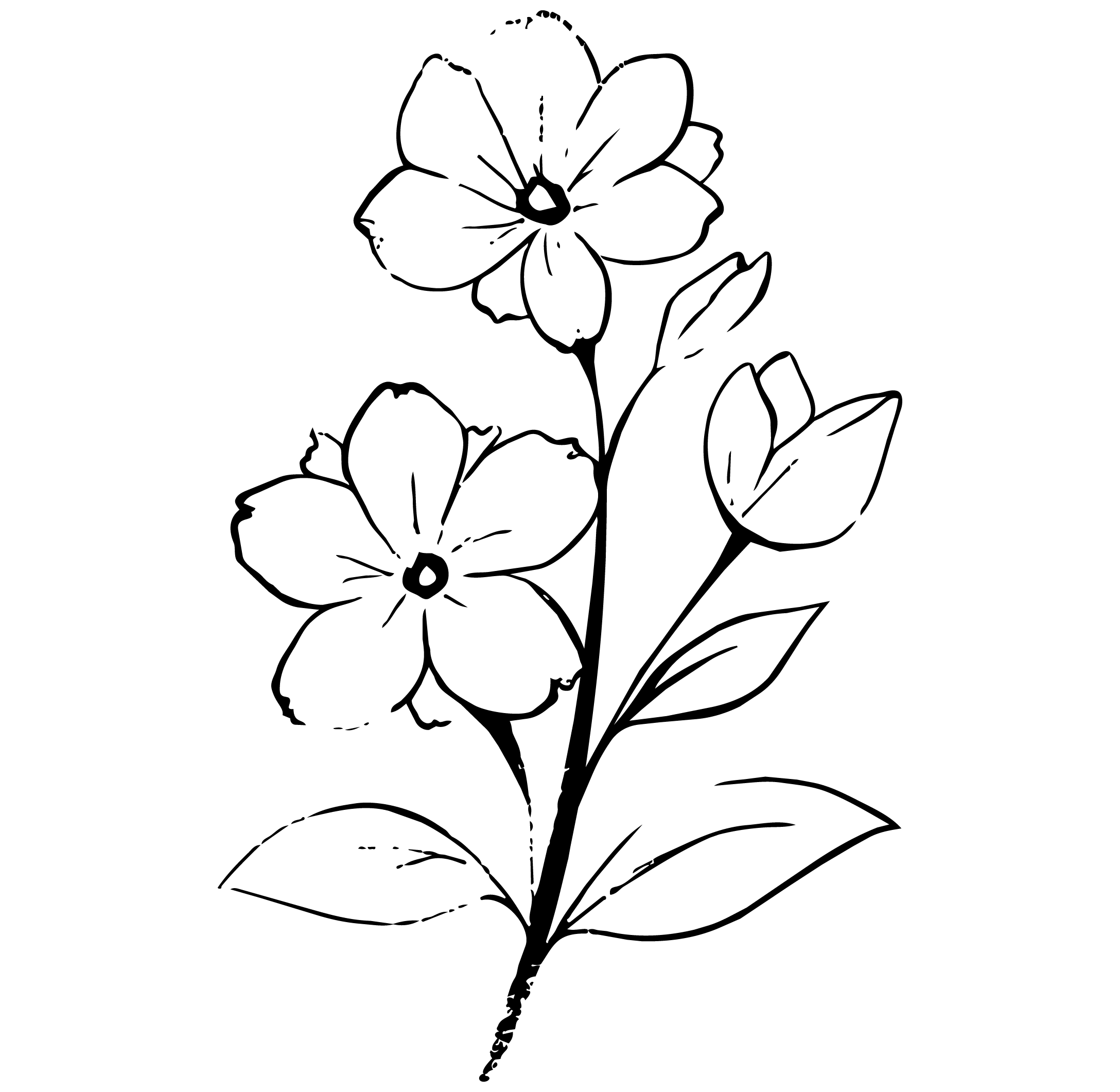 maegraphics
